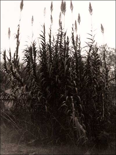 Bamboo grows in the 1970s in Leon Unruh's back yard. Photo copyright 1974 by Leon Unruh.