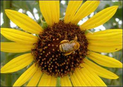 A bee collects pollen on a sunflower just outside Pawnee Rock in August 2006. Photo copyright 2006 by Leon Unruh.