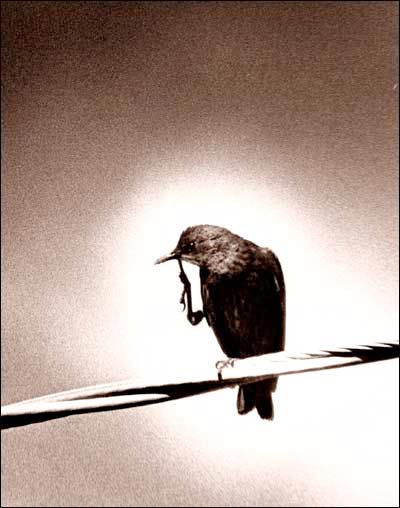 A bird picks its beak in Kansas. Photo copyright 2008 by Leon Unruh.