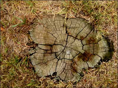 A cedar stump, cut close to the ground, can help us imagine what used to grow here. Maybe you walked beneath its branches. In your mind, can you put your hand on the bark of that old tree, and can you detect the scent of the trunk? Photo copyright 2006 by Leon Unruh.