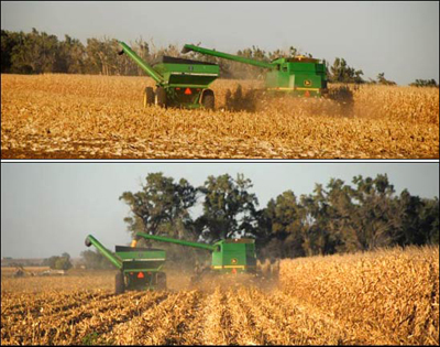 Corn harvest south of Pawnee Rock, October 2008. Photos by Jim Dye.