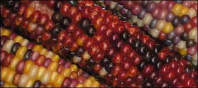 Indian corn. Photo copyright 2008 by Leon Unruh.