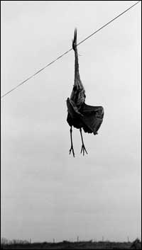 Sandhill crane that died hanging on a powerline in Kansas. Photo copyright 2008 by Leon Unruh.