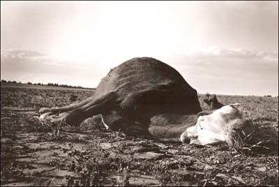 Dead cow between the salt plant and the cemetery north of Pawnee Rock. Copyright 1987 by Leon Unruh.