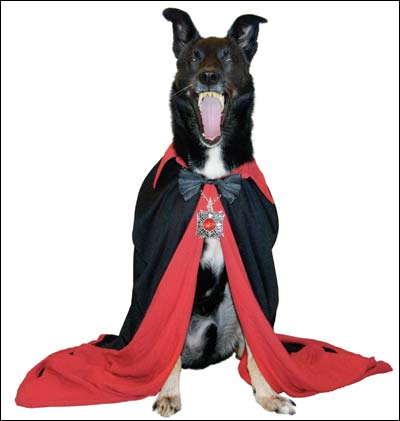 Buddy, dressed as Count Dogula. Photo copyright 2007 by Margaret Unruh.