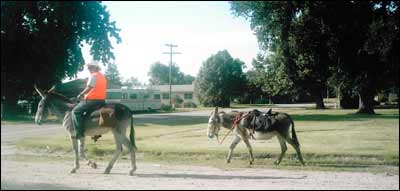 Nancy Woodrow photographed these donkeys (or burros?) walking past the intersection of Cuniffe and Houck in Pawnee Rock. Photo copyright 2007 by Nancy Woodrow.