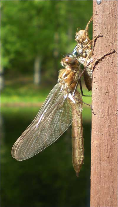 A dragonfly dries its wings after coming out of its larval stage at Kepler Lake, Alaska. Photo copyright 2009 by Leon Unruh.