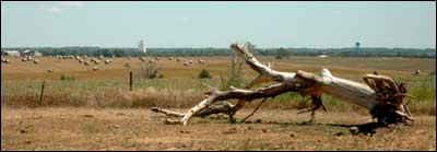 Tree lying in a field northwest of Pawnee Rock. Photo copyright 2007 by Leon Unruh.