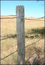 Osage orange fencepost on the farm.