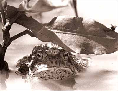 Frog in a farm pond in Ellis County, Kansas, 1977. Photo copyright 1977 by Leon Unruh.
