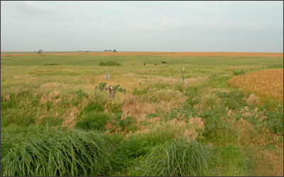 The view west of Susank Road in northern Barton County, Kansas. Photo copyright 2007 by Leon Unruh.