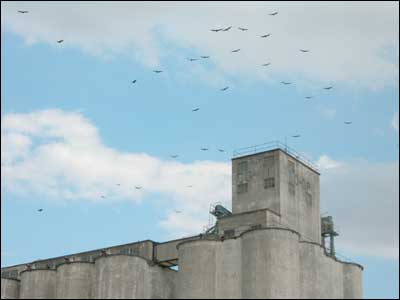 Birds ride the air waves above the elevator in Jetmore. Photo copyright 2006 by Leon Unruh.