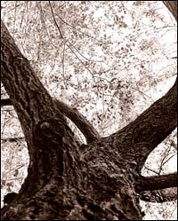 Looking up an elm tree in Pawnee Rock. Photo copyright 2007 by Leon Unruh.