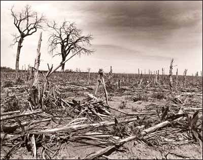 Milo stubble in a field southeast of Pawnee Rock. Photo copyright 1995 by Leon Unruh.