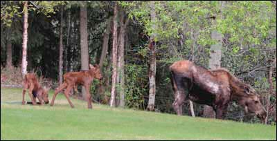 Mother moose and two newborn calves in a yard in
Eagle River, Alaska. Copyright 2006 Margaret Unruh.