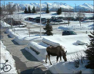Moose outside the Anchorage Daily News, March 2007. Photo copyright 2007 by Leon Unruh.
