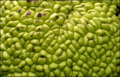 Osage orange, or hedge apple, found near Pawnee Rock in August 2006. Photo copyright 2007 by Leon Unruh.
