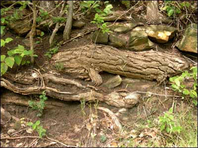 Pawnee Creek bank roots and stones. Photo copyright 2006 by Leon Unruh.