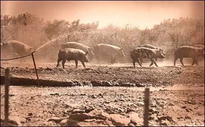 Pigs run on the Colglazier farm south of Larned. Photo copyright 1976 by Leon Unruh.