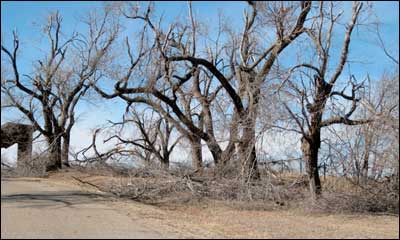 Ice-storm damage to Pawnee Rock. Photo by Larry Mix in February 2008. Photo copyright 2008 by Larry Mix.