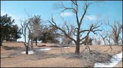 Storm damage at the Rock. Photo copyright 2008 by Larry Mix.