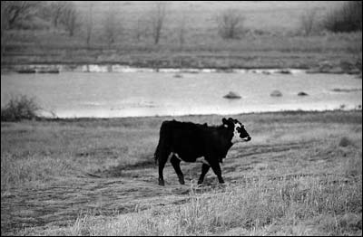 Calf at the salt plant pond. Photo copyright 2008 by Leon Unruh.