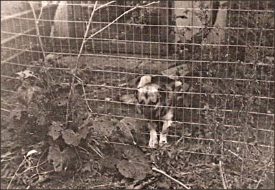 German shepherd behind the Pawnee Rock dog pound fence behind the fire station, mid-1970s. Photo copyright by Leon Unruh.