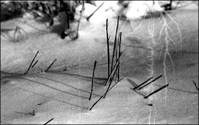 Wheat stubble and static marks. Photo copyright 2008 by Leon Unruh.