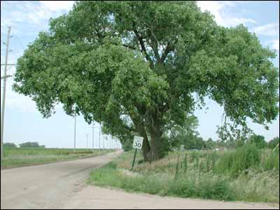 A cottonwood sits in the southeast corner of Pawnee Rock. Photo copyright 2006 by Leon Unruh.