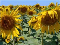Sunflowers near Pawnee Rock. Photo copyright 2008 by Jim Dye.