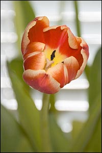 My wife photographed these tulips. Photo copyright 2007 by Margaret Unruh.
