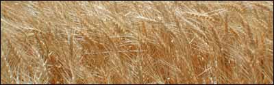 Kansas wheat near Pawnee Rock. Photo copyright 2005 by Leon Unruh.