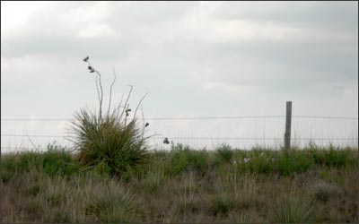 Yucca along a fenceline near Hanston. Photo copyright 2006 by Leon Unruh.