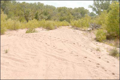 The Arkansas River's sandy bed upriver from the Pawnee Rock Bridge in 2006. Photo copyright 2006 by Leon Unruh.