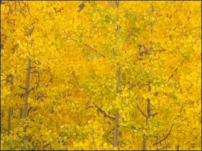 Aspens on a hillside in Fairbanks. Photo copyright 2011 by Leon Unruh.