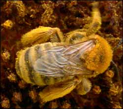 Blowup of a bee on a sunflower near Pawnee Rock. Photo copyright 2006 by Leon Unruh.
