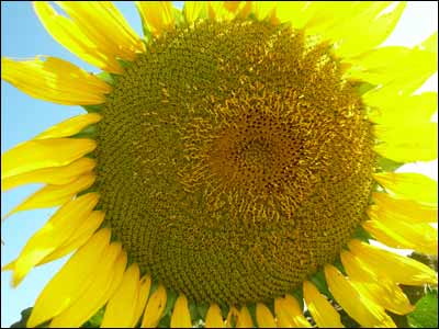 Big sunflower. Photo copyright 2009 by Leon Unruh.