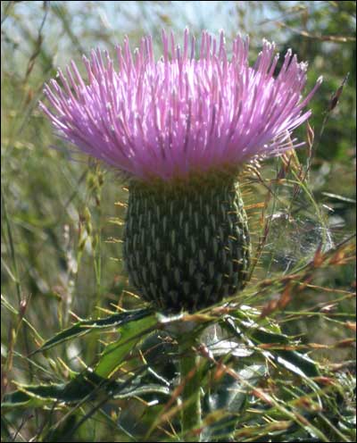 Bull thistle, Quivira National Wildlife Refuge, Kansas. Photo copyright 2011 by Leon Unruh.
