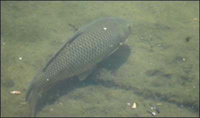 Carp in the Arkansas River. Photo made April 28, 2011, by Jim Dye. Photo copyright 2011 by Jim Dye.