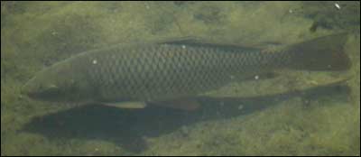 Carp in the Arkansas River. Photo made April 28, 2011, by Jim Dye. Photo copyright 2011 by Jim Dye.
