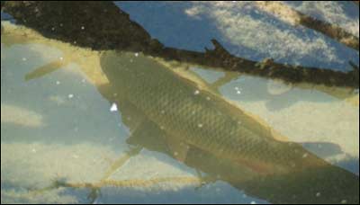 Carp in the Arkansas River. Photo made April 28, 2011, by Jim Dye. Photo copyright 2011 by Jim Dye.