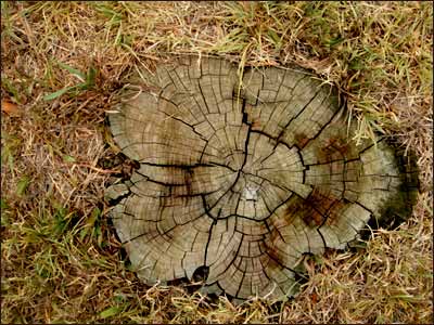 A cedar stump, cut close to the ground, can help us imagine what used to grow here. Maybe you walked beneath its branches. In your mind, can you put your hand on the bark of that old tree, and can you detect the scent of the trunk? Photo copyright 2006 by Leon Unruh.