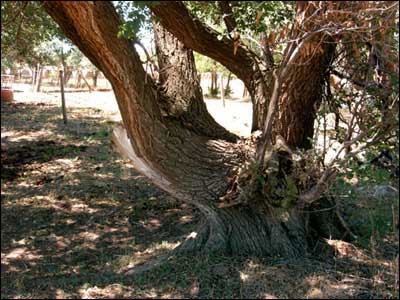 Elm tree outside the chicken house on the former Unruh farm. Photo copyright 2006 by Leon Unruh.