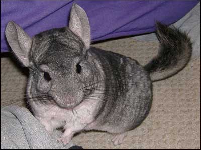 Gray chinchilla, from wikipedia.org.