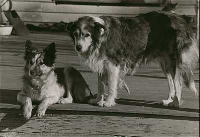 Shep and Puppy on Grandma's porch in 1975. Photo copyright 2009 by Leon Unruh.