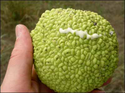 Hedge apple, or osage orange, in a shelterbelt near Pawnee Rock. Photo copyright 2006 by Leon Unruh.