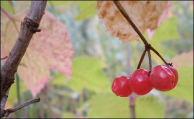 High-bush cranberries in Chugach State Park. Photo copyright 2008 by Leon Unruh.