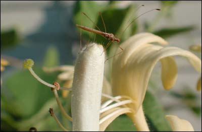 Honeysuckle blossom. Photo copyright 2005 Leon Unruh.