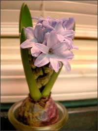 Hyacinth that bloomed in our kitchen. Photo copyright 2007 by Leon Unruh.