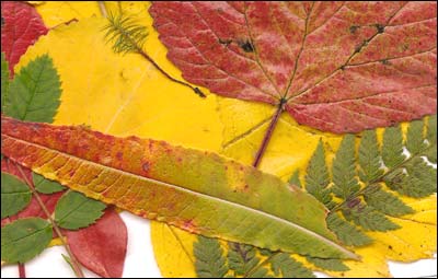 Leaves found and scanned. Image copyright 2007 by Leon Unruh.